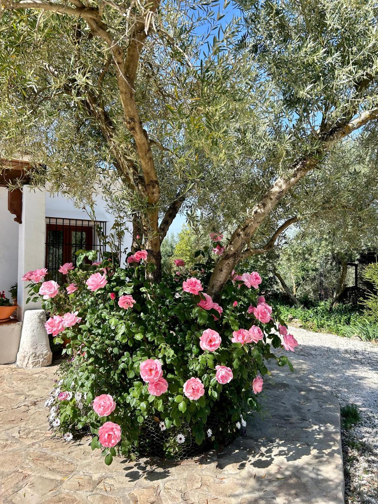 Refugio Andaluz Con Piscina Entre Olivos Villanueva de Tapia מראה חיצוני תמונה