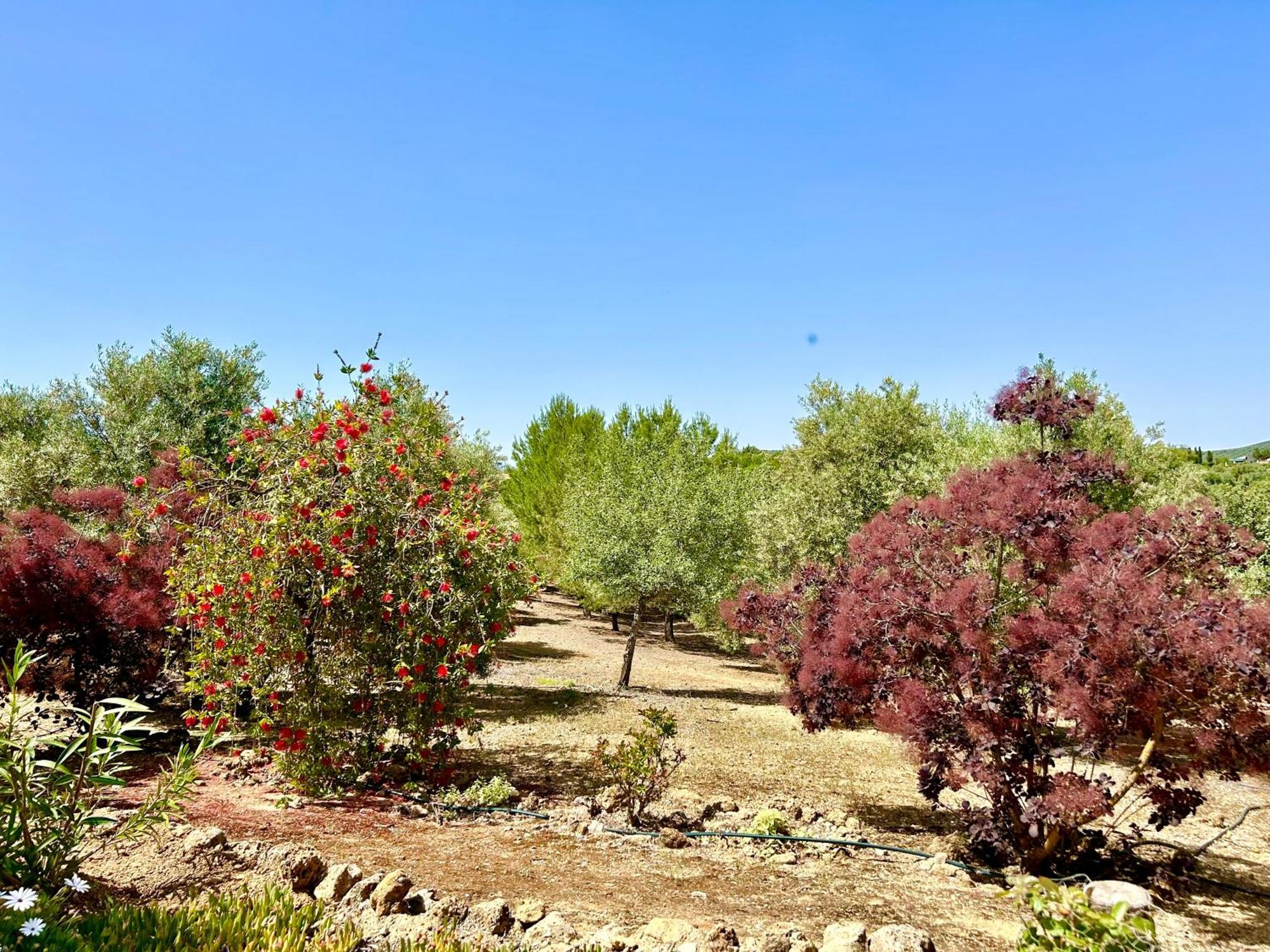 Refugio Andaluz Con Piscina Entre Olivos Villanueva de Tapia מראה חיצוני תמונה